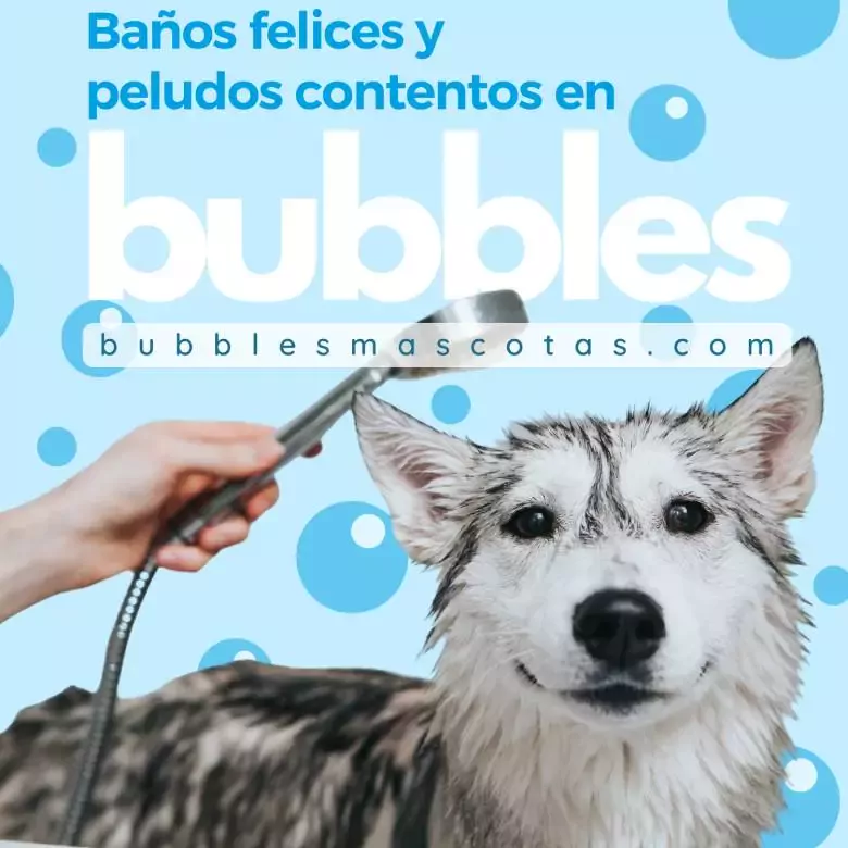 Bubbles lavamascotas en Nava Pola de Siero e Infiesto