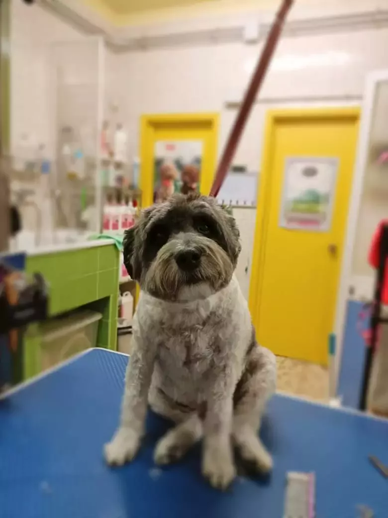 Peluquería canina Coquetos