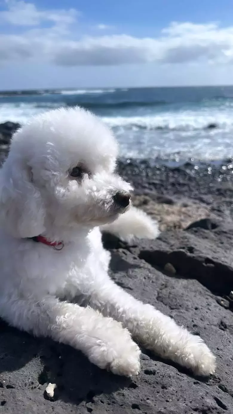 Peluquería canina Cupidog's