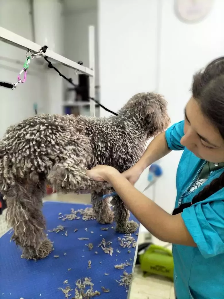 D’ Huellas Peluquería Canina