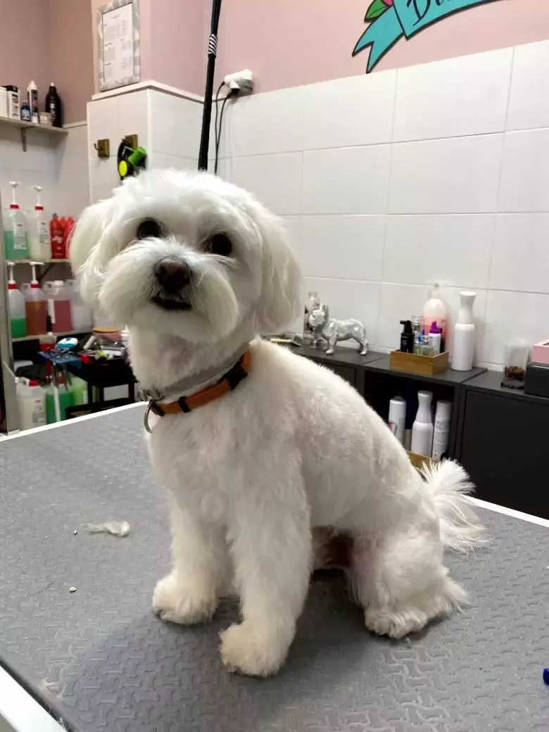 Alimentación Complementos y Peluquería Canina y Felina...