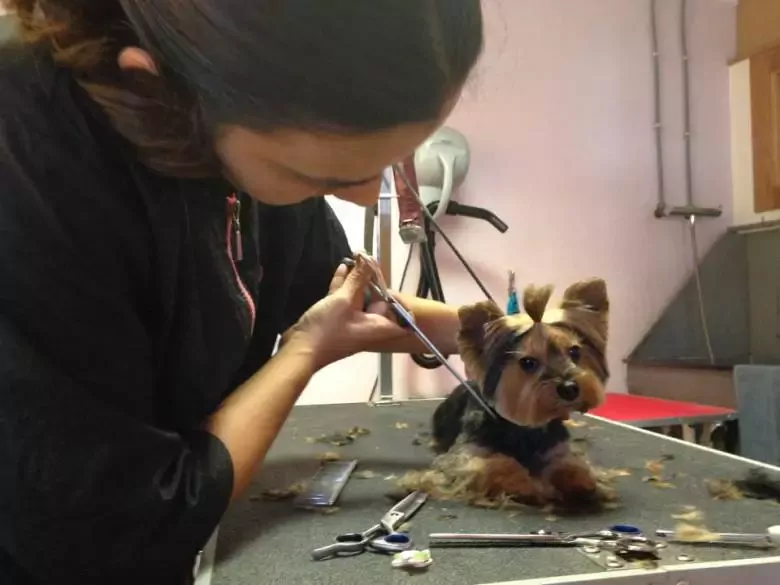 Peluquería Canina Encantados