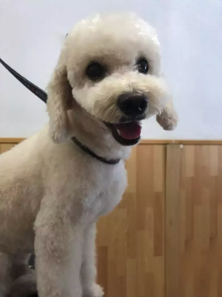 Guapetes Peluquería Canina