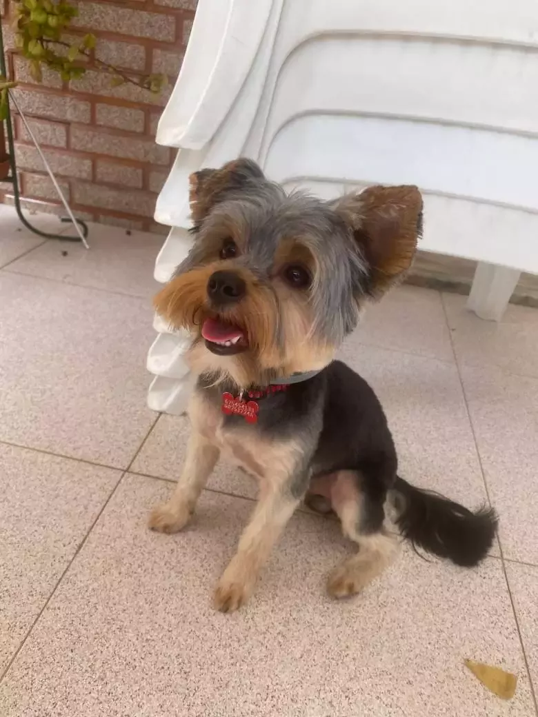 Peluquería Canina Pitusines