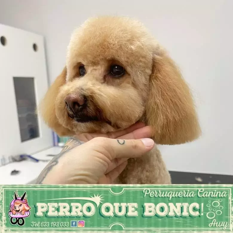 Perro que bonic! Perruqueria canina Awy