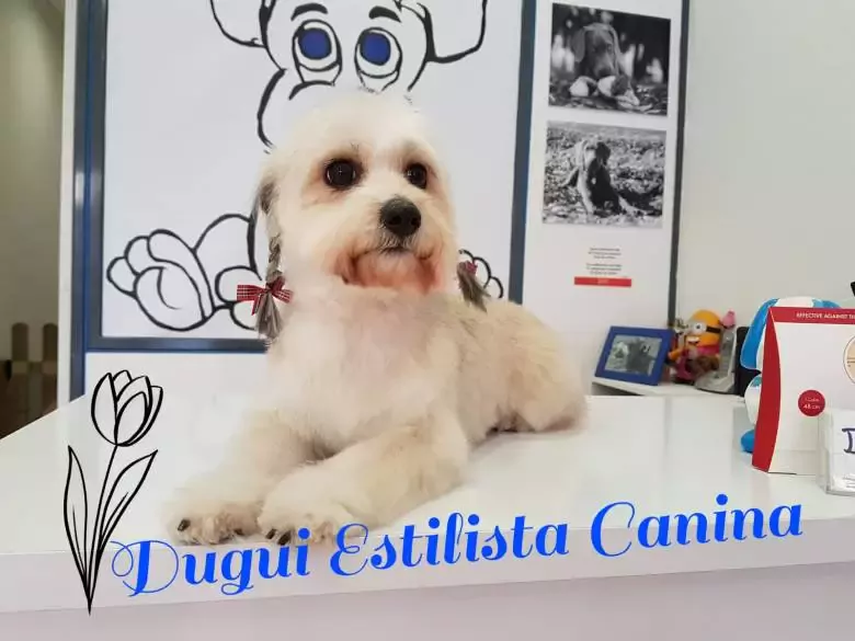 Dugui Estilista Canina