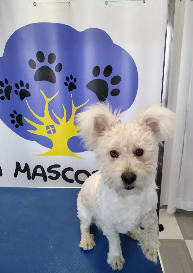 La Mascoteca Peluquería canina