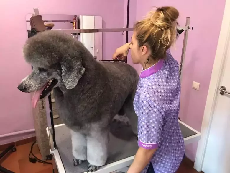 Peluquería Canina Bene Cane