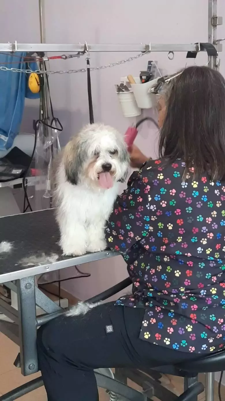 Peluqueria Canina Guapetes