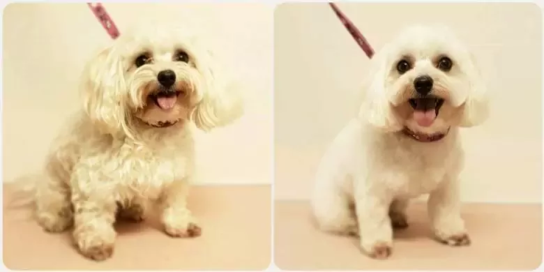 Diva Dog Beauty Salon Javea Peluqueria Canina Dog Groomer Dog Grooming