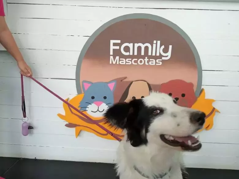 FAMILY MASCOTAS