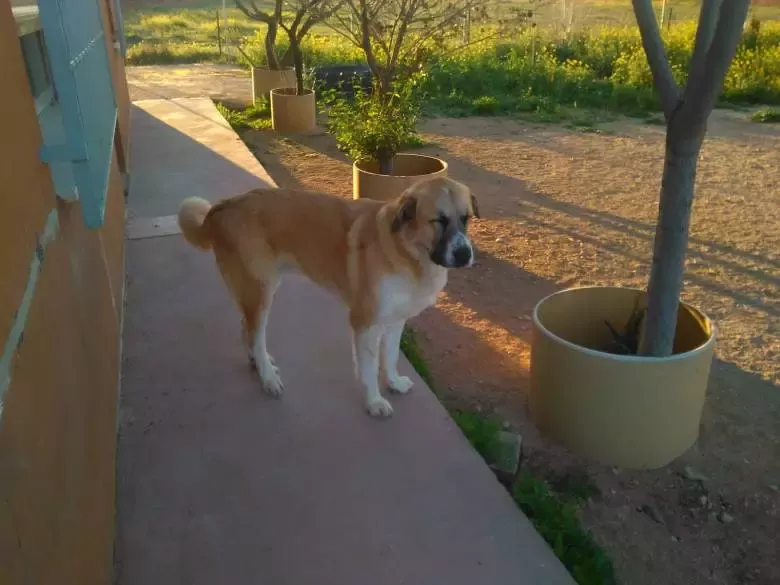 Residencia Canina Canela de Sta Ana