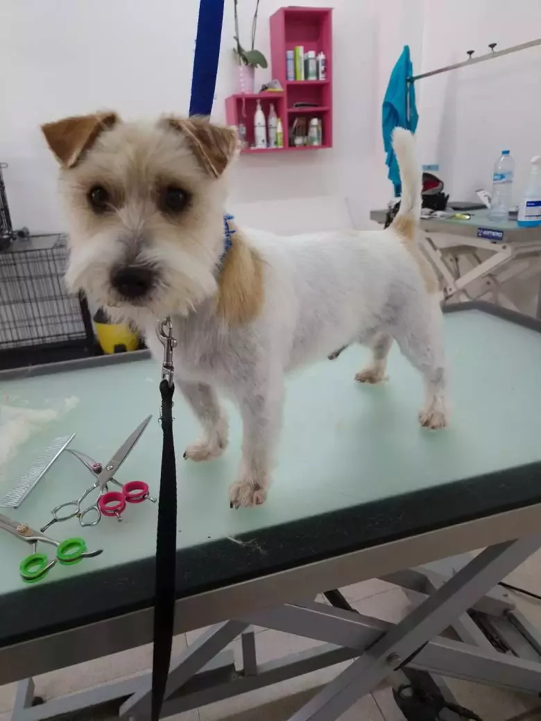 Peluquería Canina Ainara Martin