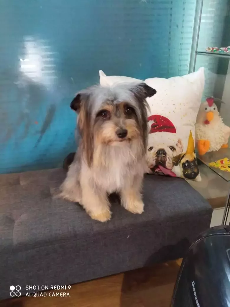 Peluquería canina Pupetes en Maliaño