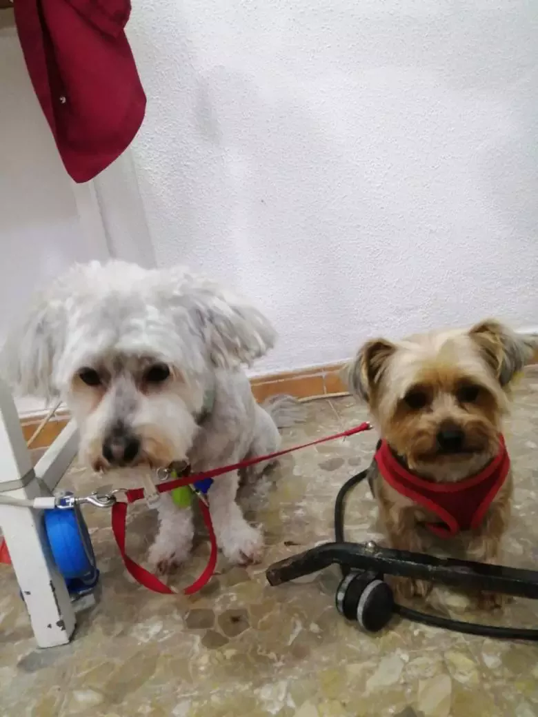 Centro Veterinario COMO PERR S Y GAT S cv Peluquería y Stilismo...