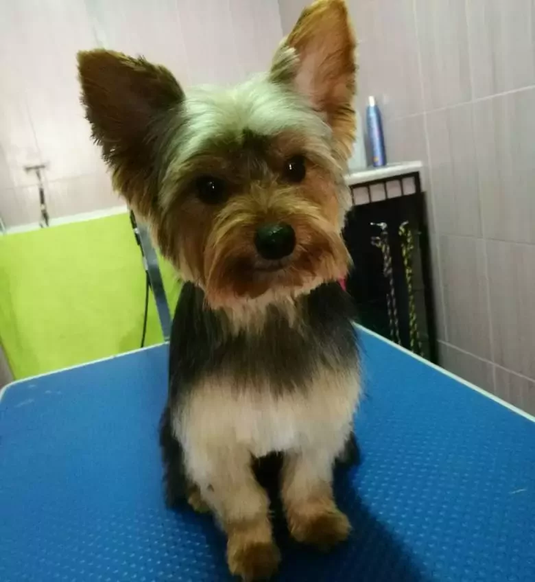 Peluquería Canina Momo