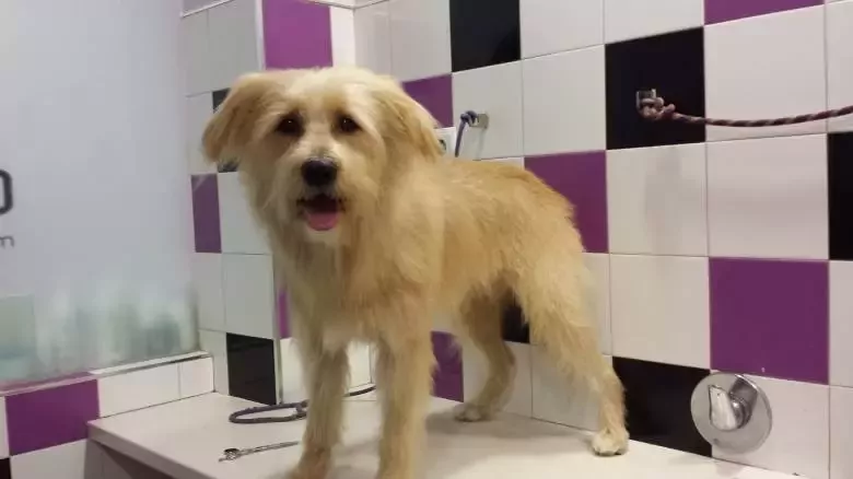 Cadell mascotes & complements Peluqueria Canina