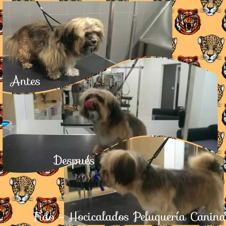 Hocicalados Peluquería Canina