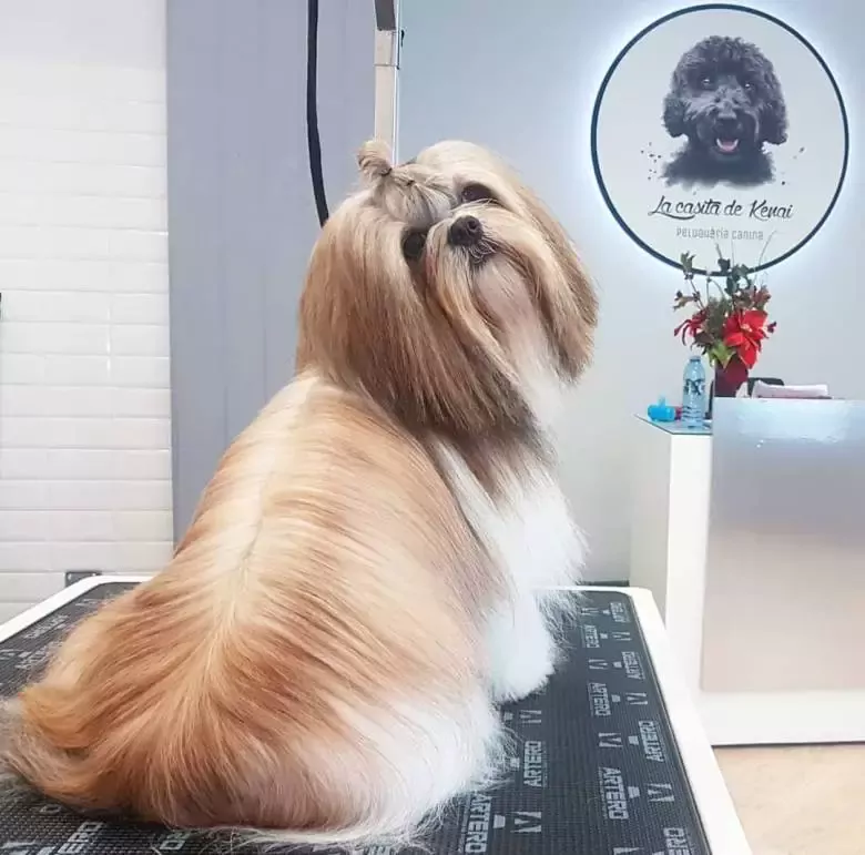 La casita de Kenai Peluquería canina