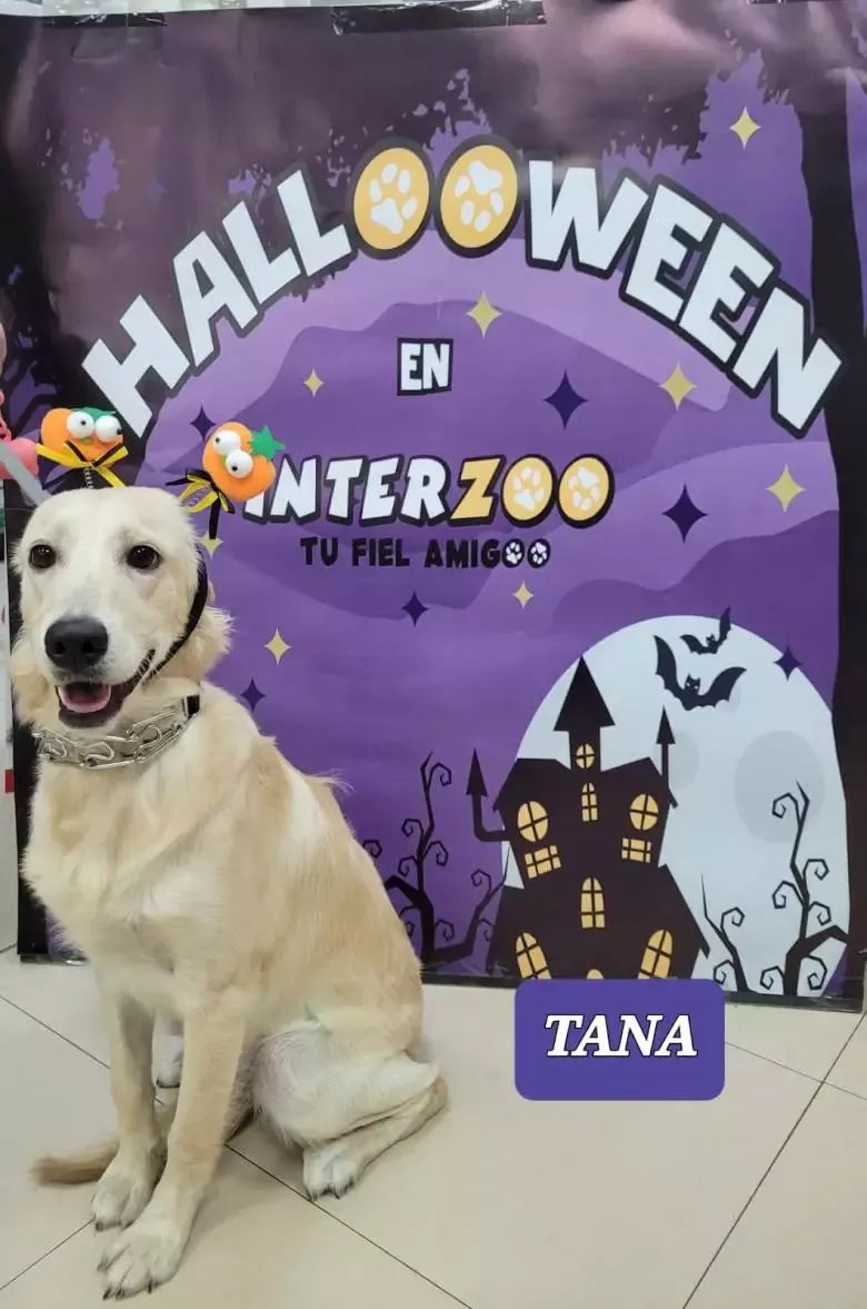 Interzoo Alaquàs Peluquería Canina Productos para mascotas Comprar...