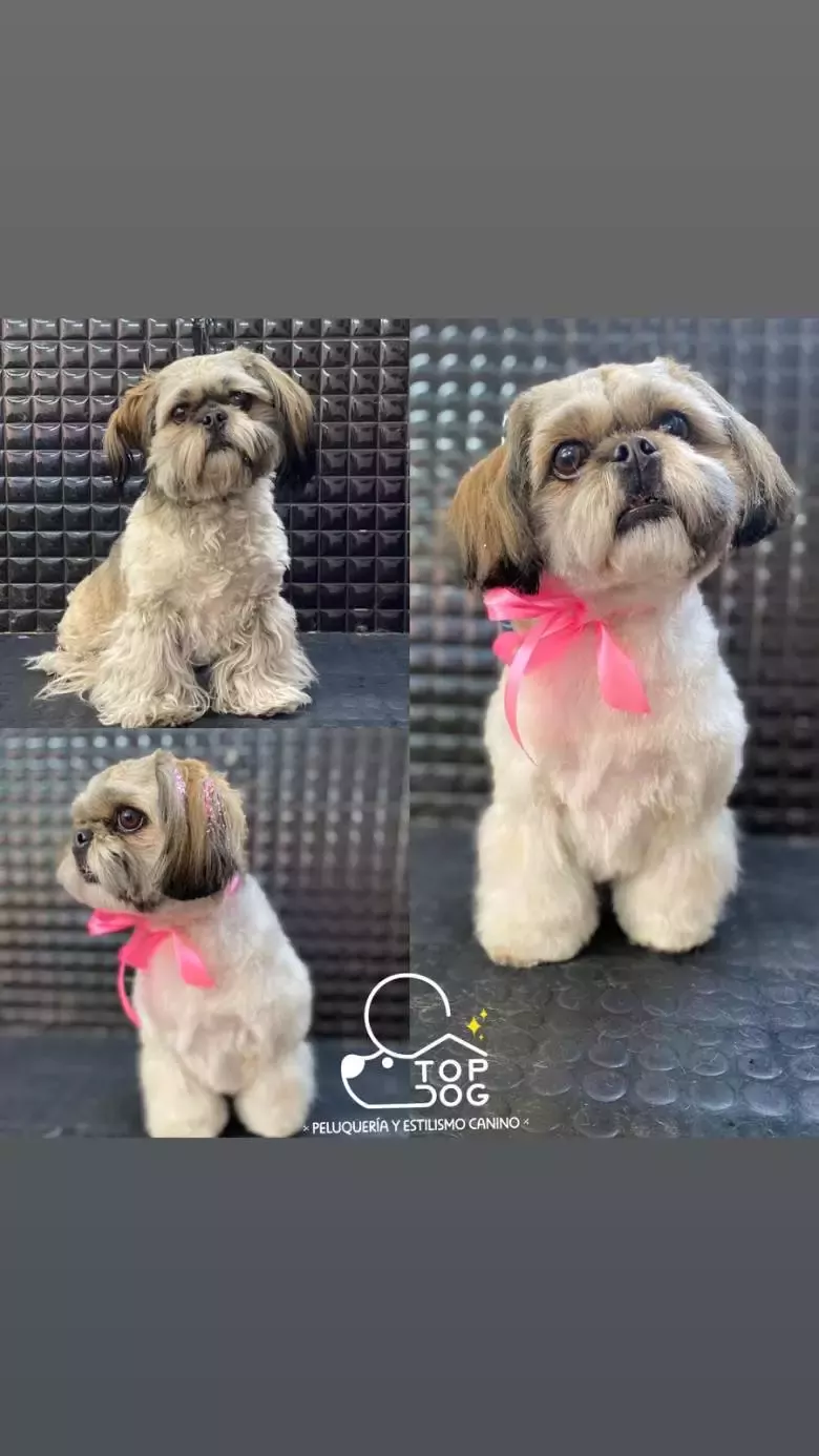 TopDog Peluquería y Estilismo canino