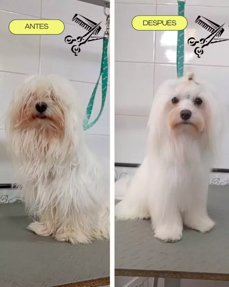 Peluquería canina Elena Vázquez