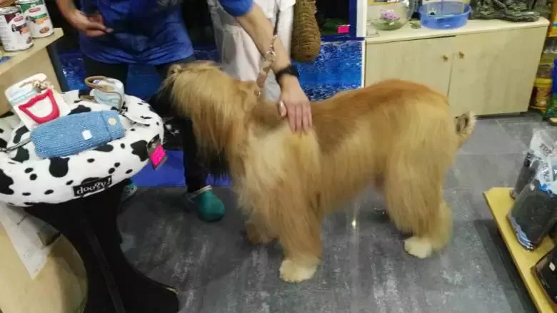 ZooAltea Peluquería Canina y Mascotas