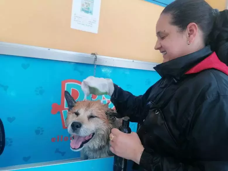 Dog Wash Sitges