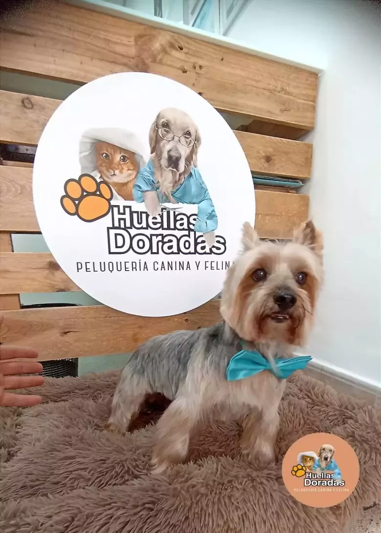 Peluquería Canina y FelinaHuellasDoradas