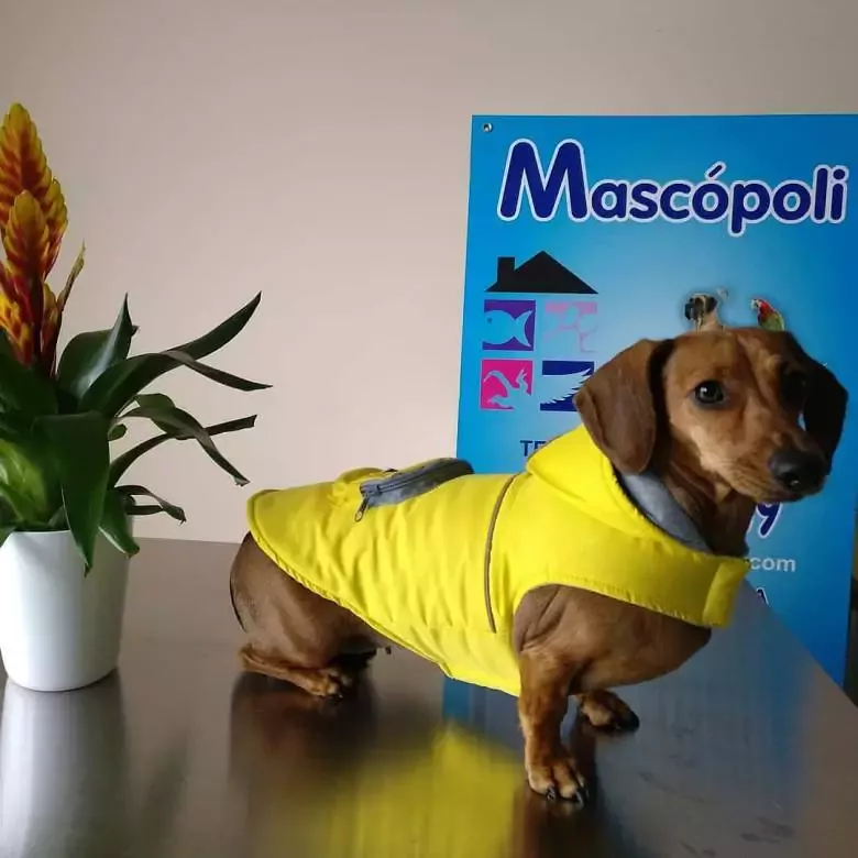 Mascopoli