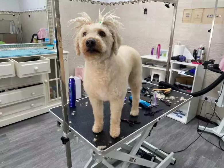 Peluqueria Canina El Ladrido