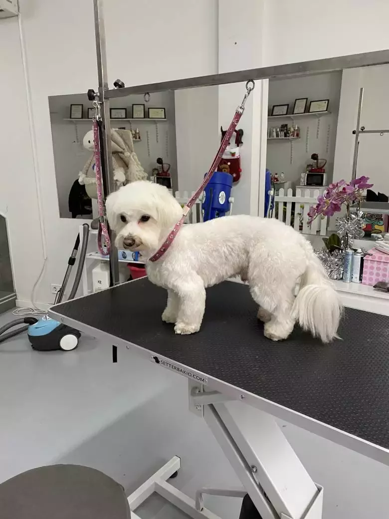 Peluquería canina Navalcarnero