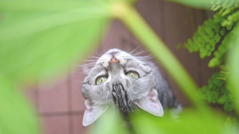 Plantas tóxicas para los gatos