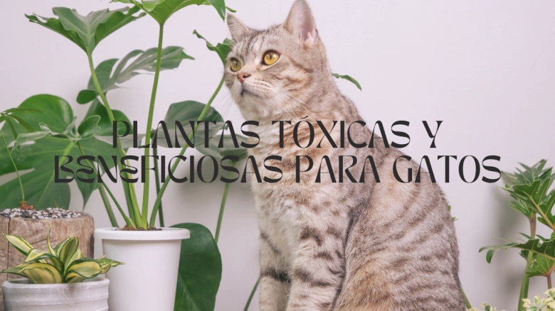 Plantas Tóxicas Y Beneficiosas para los gatos