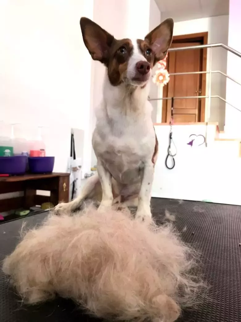 Merlin Grooming Salon peluquería canina y felina