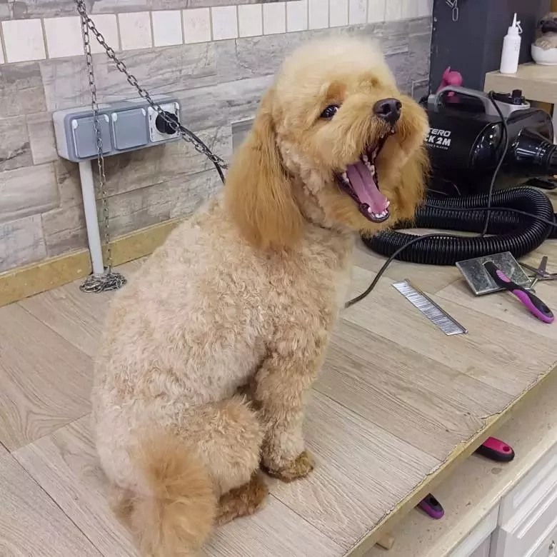 Peluqueria Canina Hanna