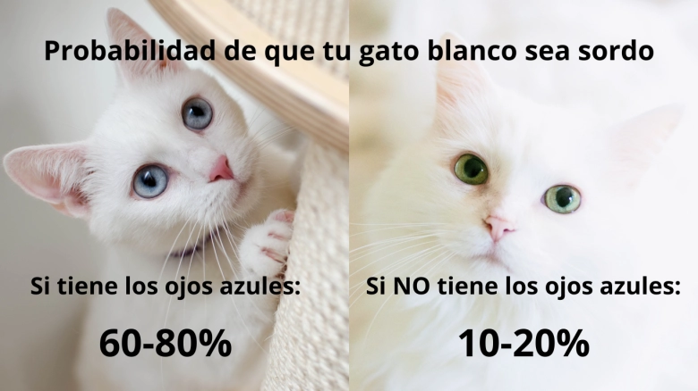 Gato Blanco Es Sordo