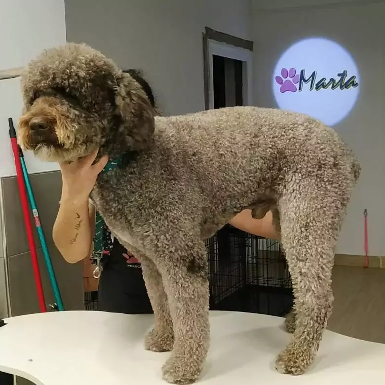 MARTA Peluquería Canina y Estética en Lepe