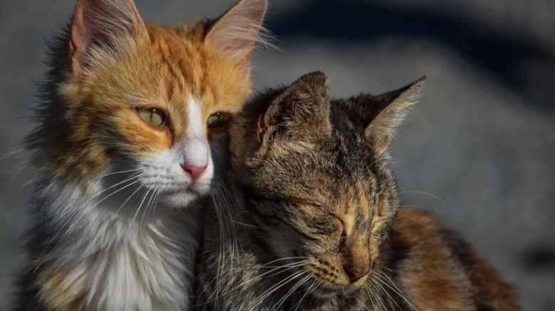 ¿Influye el color del pelaje en la personalidad de los gatos? Descúbrelo aquí