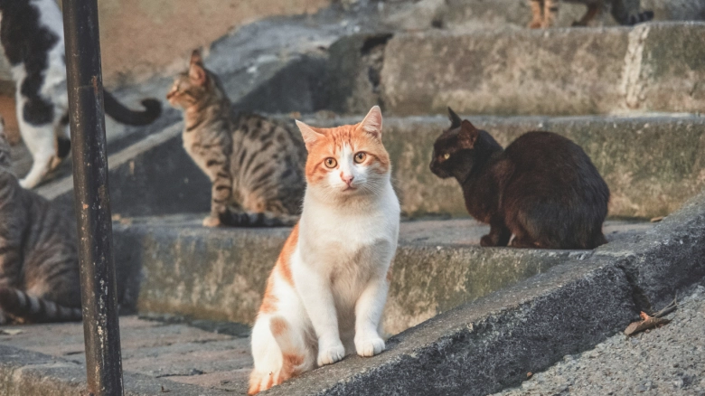 Que Hacer Si Mi Gato Se Pierde
