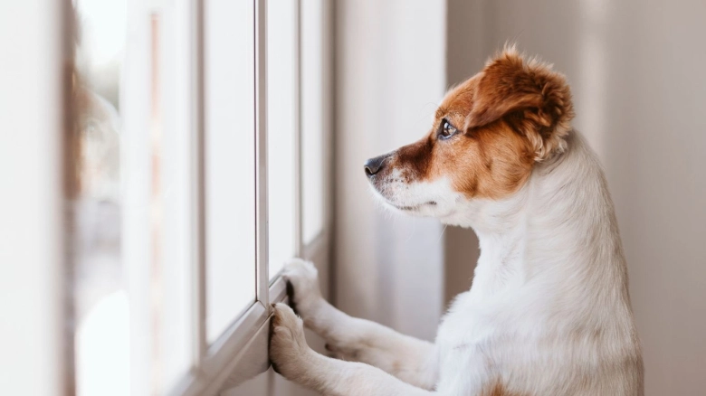 Ansiedad por separación en los perros