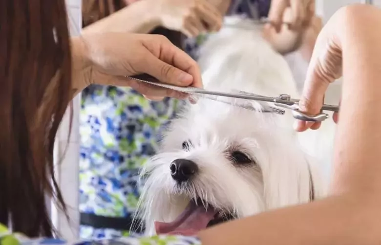 Gossets Fresquets Novelda Autolavado & Peluquería canina