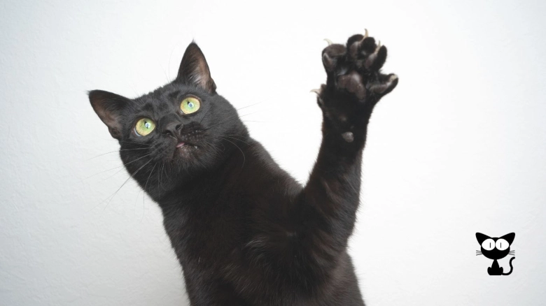 Como Cuidar Pelo Gato Negro