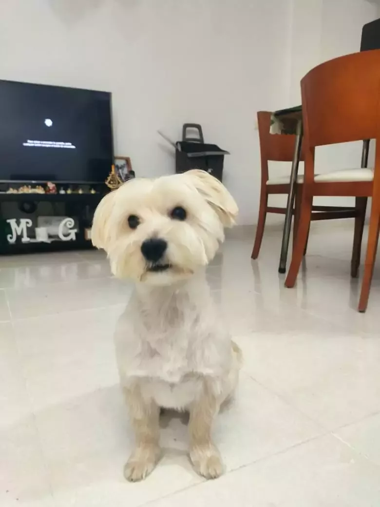 PUMUKY tienda para mascotas peluqueria canina y SPA