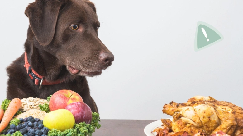 Alimentos phoibidos para los perros: Guía para una vida saludable y segura