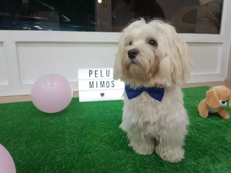 Peluqueria Canina Mimos