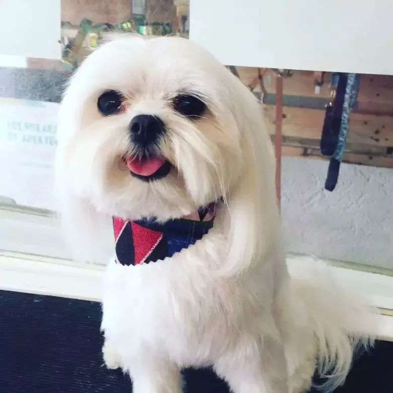 Dressed To The Canines Boutique Pet Grooming & Cattery