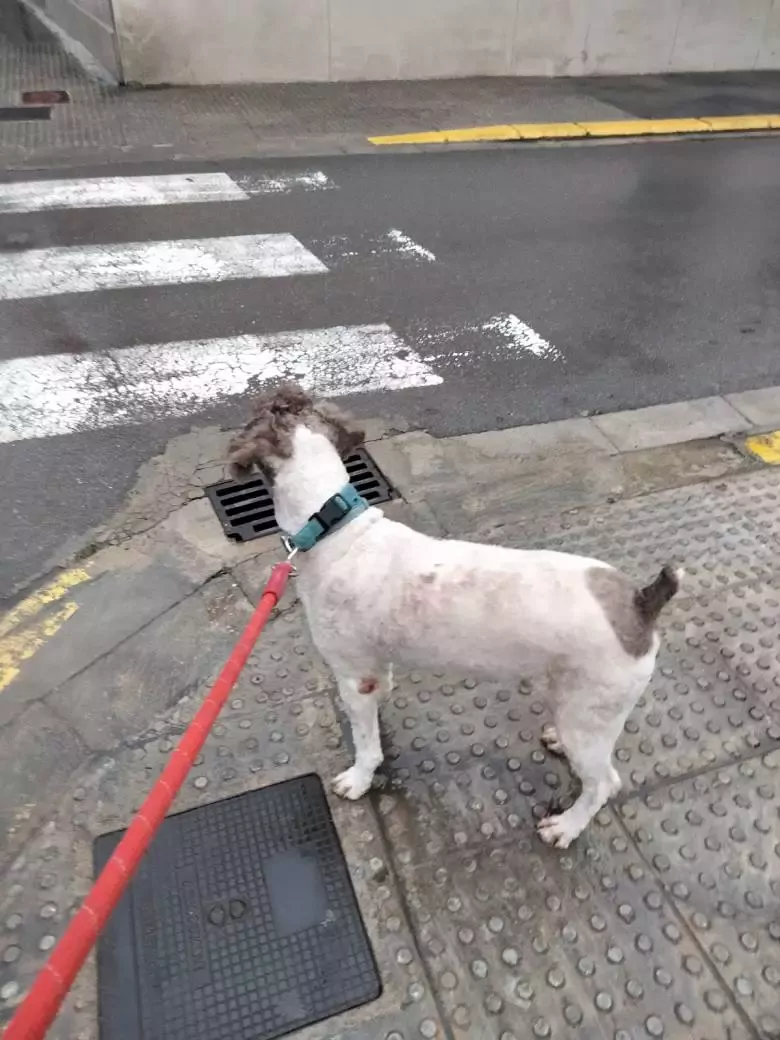 Interzoo Santa Ana Paiporta Peluquería Canina Productos para mascotas Comprar pienso para perros y gatos