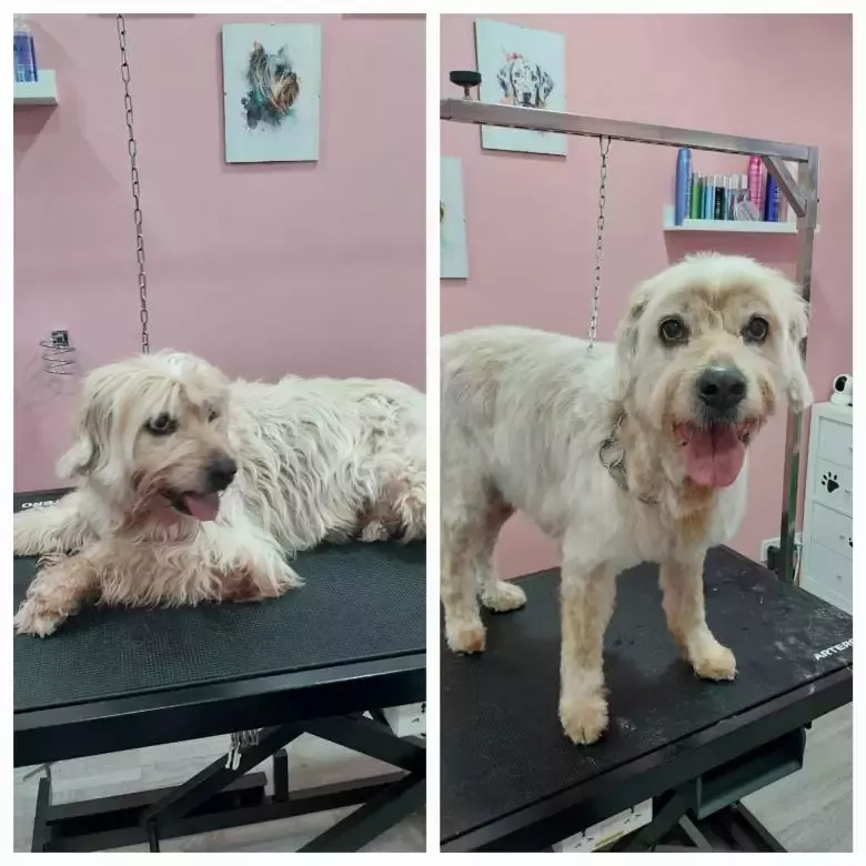 Peluquería Canina Mimos