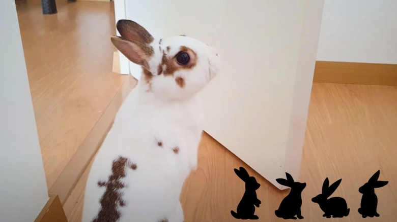 Que Darle De Comer A Conejo Bebe